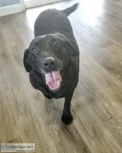 AKC black lab female