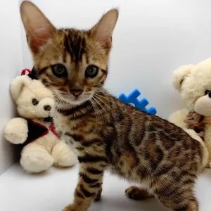 Male and female  Bengal kittens