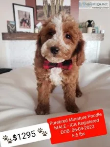 Beautiful Purebred Red and White Male Poodle - READY NOW