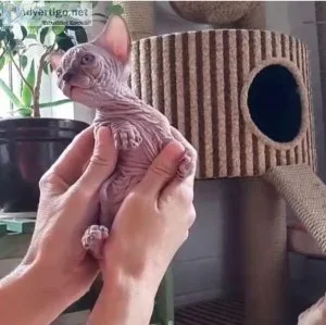 sphynx kittens for sale