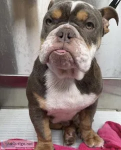 Mini English Bulldog Lilac Tri