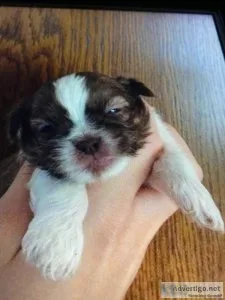 Shih-tzu Male Puppy