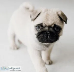 Cute Pug puppies for adoption