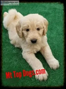 Goldendoodle Service Candidates