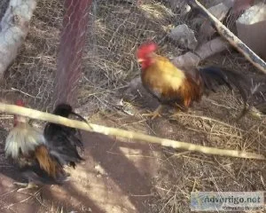 Seramas Kikis Bantams   White Peacocks
