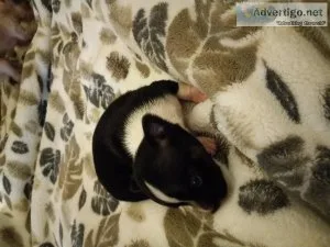 Chihuahua puppies