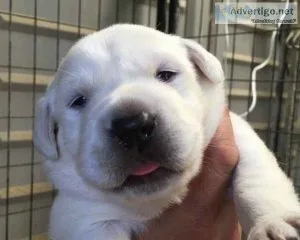 AKC WHITE ENGLISH LABRADOR PUPPIES