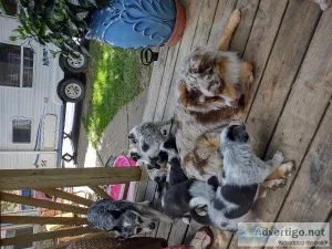 Texas healer puppies