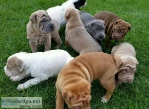 Chinese Shar-pei available for sale