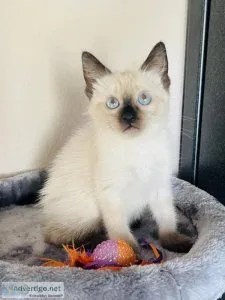 Siamese Kitten- male