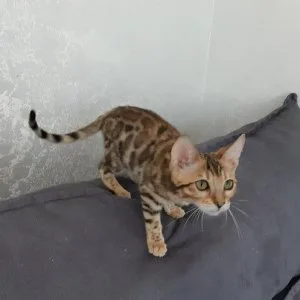 We have male and female Bengal kittens