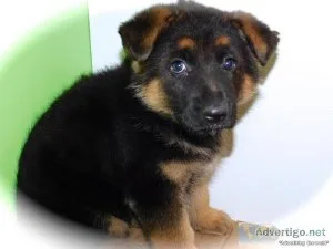 German Shepherd Females. Big Impressive. Financing.