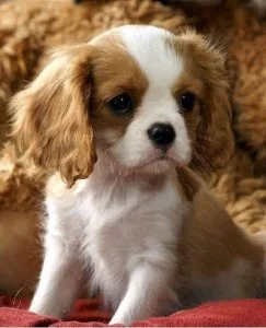 Female Cavalier king Puppies