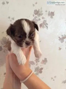 Shih-tzu Puppy