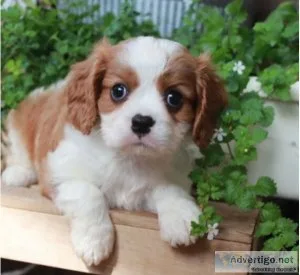 male and female cavalier king charles spaniel puppies