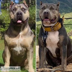ABKC American Bully puppies