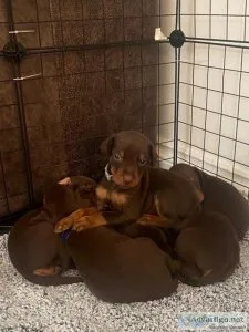 Top Quality Kc Registered Puppies