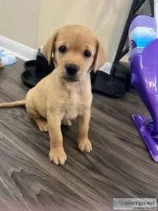 We Have Puppies looking for a new Home