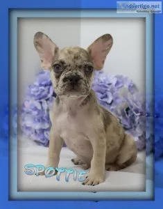 Spottie Male AKC French Bulldog