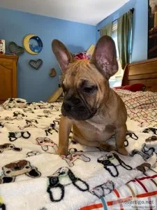 French Bulldog