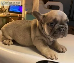 French Bulldog Puppies