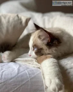 Beautiful Ragdoll kitten Available