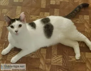 Jericho is looking for his forever home