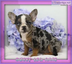 Sweet Lou Anne Female AKC French Bulldog