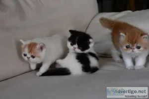 Exotic Short-hair kittens Ready