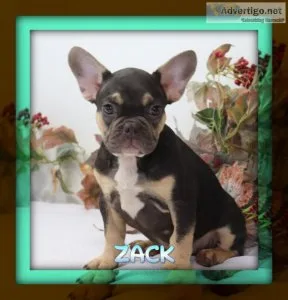 Zack Male AKC French Bulldog