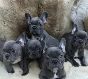 AKC French BULLGOG PUPPIES BlueLilac Merle and solid blues