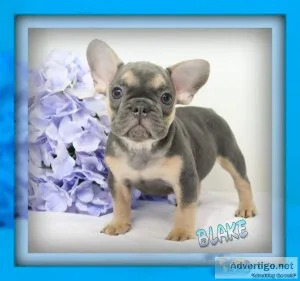 Blake Male AKC French Bulldog