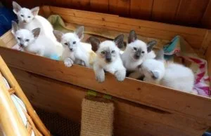 Siamese Kittens