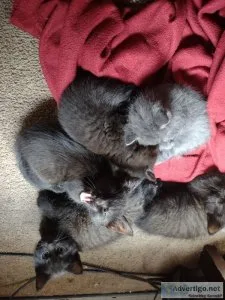 Kittens