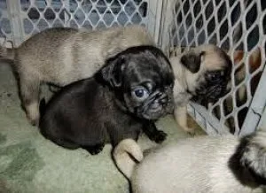Pug puppies Ready now pay in person pickup