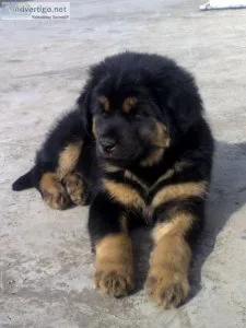 Tibetan Mastiff Puppies