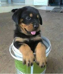 Available Rottweiler puppies