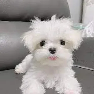 Toy size Maltese puppies.Max 7-9 lbs