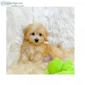 Buy Korean Maltese Breeders Online  Abcpuppy.com