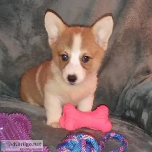 Pembroke Welsh Corgi Puppy