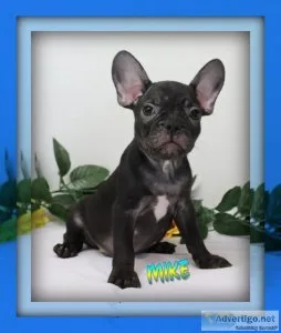 Mike Male AKC French Bulldog
