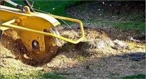 Best Tree Trimming And Removal Company