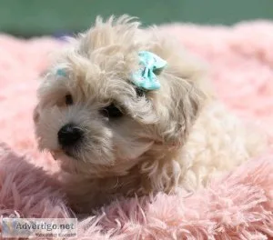 Maltipoo TeadyBear faced puppies 9 weeks old