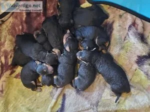 Airedale Terrier puppies