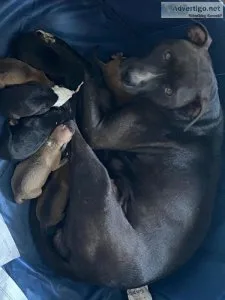 Pitbull puppies