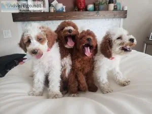 Beautiful F1b Whoodle (Wheaton Terrier Doodle and Poodle) Puppie