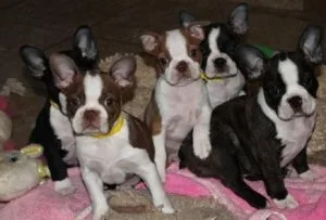 Adorable registered Boston Terrier PUPPIES