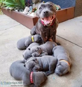 Beautiful pitbull puppies available for adoption text 321-300-44