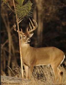 Visit Whitetail Deer Hunting Alabama