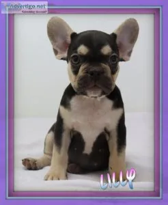 Lilly Female AKC French Bulldog